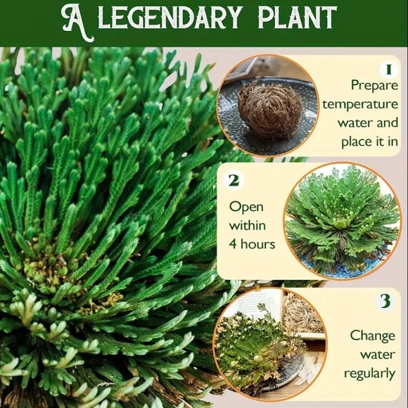 LAST ONE Rose of Jericho,  One Plant , Spiritual Cleansing, Luck, and Prosperity - Picture 4 of 8